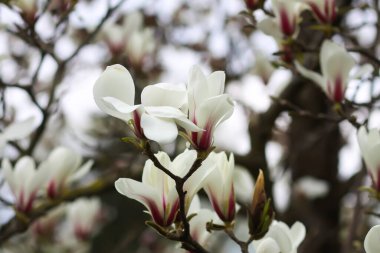 Baharda manolya çiçekleri. Doğada güzellik.
