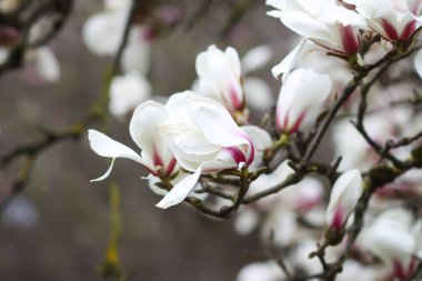 Baharda manolya çiçekleri. Doğada güzellik.