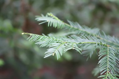 Taxus Evergreen ağacı yakında. Genç yeşil iğneli dallar.