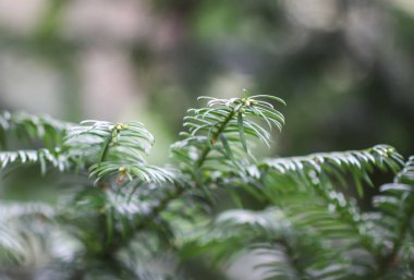 Taxus Evergreen ağacı yakında. Genç yeşil iğneli dallar.