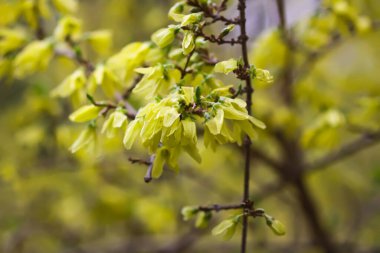 Forsythia 'nın sarı çiçekleri, yakından bakın..