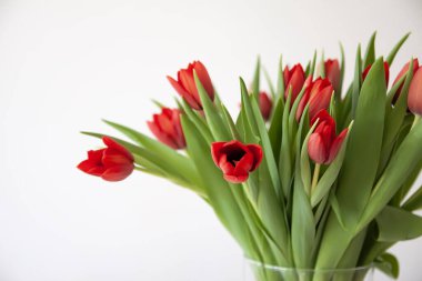 Kırmızı laleler. Güzel bahar çiçekleri. Minimalist tarzında romantik bir buket..