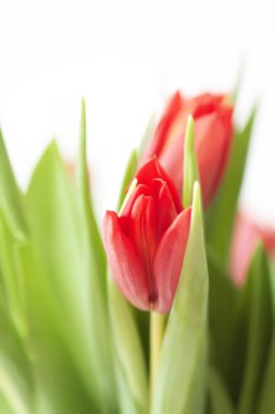 Kırmızı laleler. Güzel bahar çiçekleri. Romantik buket.