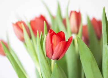 Kırmızı laleler. Güzel bahar çiçekleri. Romantik buket.