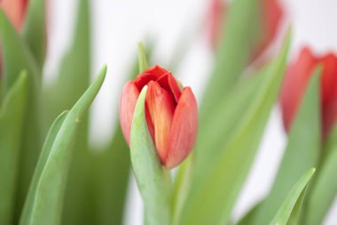 Kırmızı laleler. Güzel bahar çiçekleri. Romantik buket.