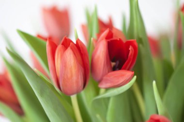 Kırmızı laleler. Güzel bahar çiçekleri. Romantik buket.