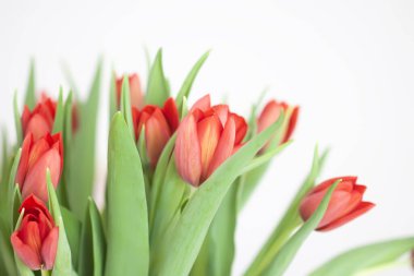 Kırmızı laleler. Güzel bahar çiçekleri. Romantik buket.