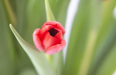 Kırmızı lale. Güzel bahar çiçeği. Romantik buket ayrıntıları.