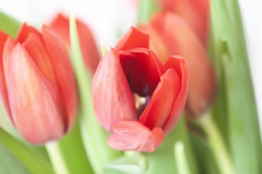 Kırmızı laleler. Güzel bahar çiçekleri. Romantik buket.