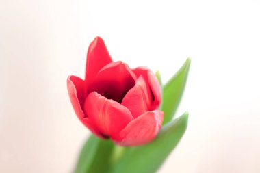 Kırmızı lale. Güzel bahar çiçeği. Romantik buket ayrıntıları.