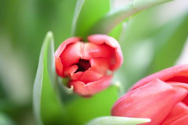 Kırmızı laleler. Güzel bahar çiçekleri. Romantik buket.