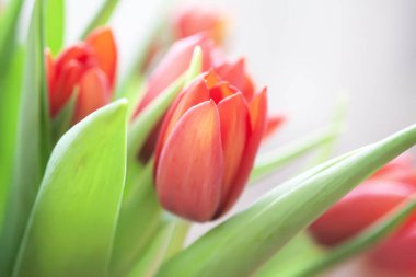 Kırmızı laleler. Güzel bahar çiçekleri. Romantik buket.