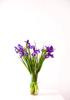 Beyaz arka planda güzel bir menekşe çiçeği buketi. Minimalist çiçek kompozisyonu.