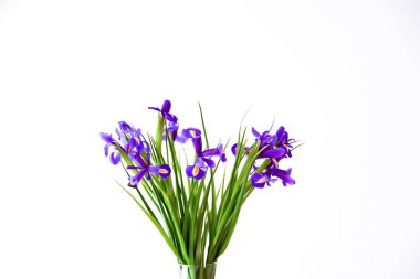 Beyaz arka planda güzel bir iris çiçeği. Minimalist çiçek kompozisyonu.