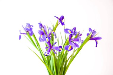 Beyaz arka planda güzel bir iris çiçeği. Minimalist çiçek kompozisyonu.