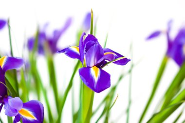 Beyaz arka planda güzel bir iris çiçeği. Minimalist çiçek kompozisyonu.