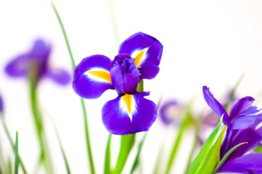 Beyaz arka planda güzel menekşe çiçekleri. Minimalist çiçek kompozisyonu.