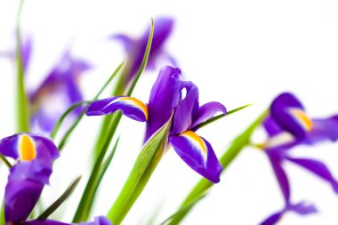 Beyaz arka planda güzel menekşe çiçekleri. Minimalist çiçek kompozisyonu.