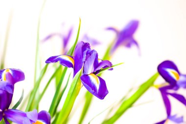 Beyaz arka planda güzel menekşe çiçekleri. Minimalist çiçek kompozisyonu.