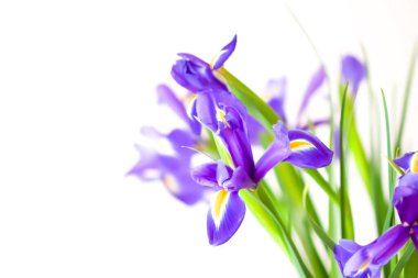 Beyaz arka planda güzel menekşe çiçekleri. Minimalist çiçek kompozisyonu.