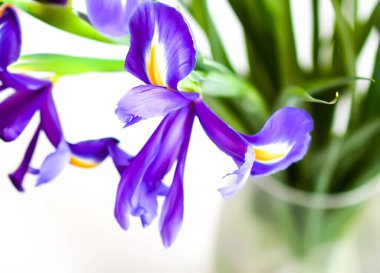 Beyaz arka planda güzel menekşe çiçekleri. Minimalist çiçek kompozisyonu.