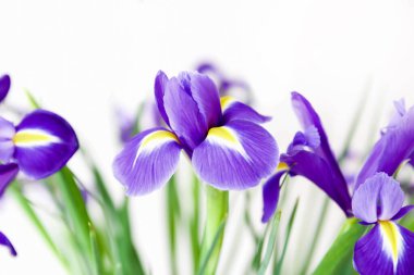 Beyaz arka planda güzel menekşe çiçekleri. Minimalist çiçek kompozisyonu.