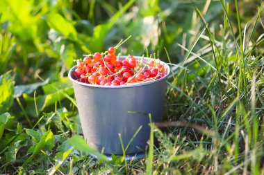 Bir fincanda olgun kırmızı frenk üzümü..