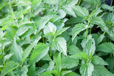 Toprakta yetişen ısırgan otu. Yaz bahçesinde şifalı bitkiler.