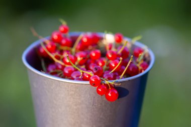 Bir fincanda olgun kırmızı frenk üzümü..