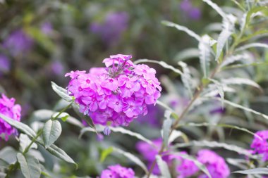 Phlox çiçekleri kapanıyor. Phloxes çiçeklenen bitkileri panikletir.