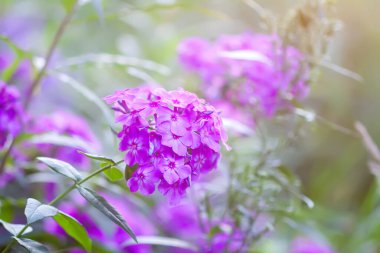 Phlox çiçekleri kapanıyor. Phloxes çiçeklenen bitkileri panikletir.
