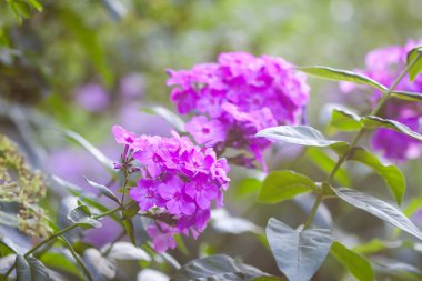 Phlox çiçekleri kapanıyor. Phloxes çiçeklenen bitkileri panikletir.