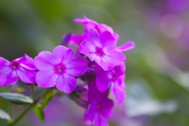 Phlox çiçekleri kapanıyor. Phloxes çiçeklenen bitkileri panikletir.
