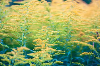 Yaz parkında sarı altın sarısı çiçekler. Solidago bitkisi.