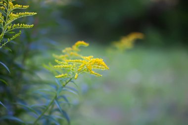 Yaz parkında sarı altın sarısı çiçekler. Solidago bitkisi.