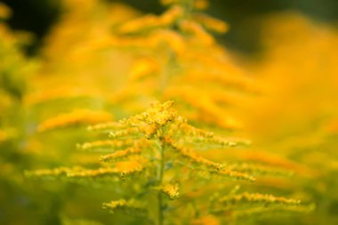 Yaz parkında sarı altın sarısı çiçekler. Solidago bitkisi.