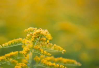 Yaz parkında sarı altın sarısı çiçekler. Solidago bitkisi.