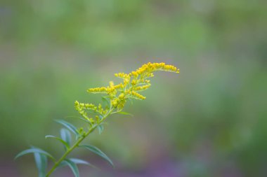 Yaz parkında sarı altın sarısı çiçekler. Solidago bitkisi.