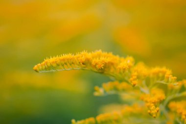 Yaz parkında sarı altın sarısı çiçekler. Solidago bitkisi.