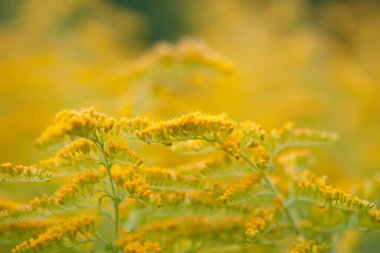 Yaz parkında sarı altın sarısı çiçekler. Solidago bitkisi.