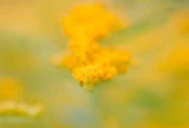 Yaz parkında sarı altın sarısı çiçekler. Solidago bitkisi.