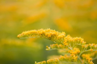 Yaz parkında sarı altın sarısı çiçekler. Solidago bitkisi.