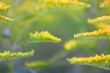 Yaz parkında sarı altın sarısı çiçekler. Solidago bitkisi.