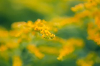 Yaz parkında sarı altın sarısı çiçekler. Solidago bitkisi.