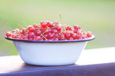 Bir fincanda olgun kırmızı frenk üzümü..