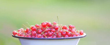 Bir fincanda olgun kırmızı frenk üzümü..