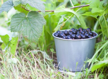 Yazlık bir bahçede çalıların altında küçük metal bir kovada siyah frenk üzümü..