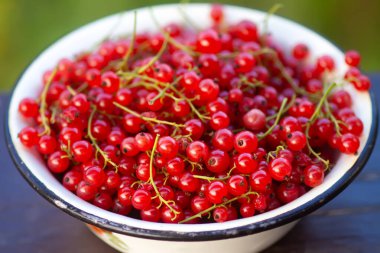 Bir fincanda olgun kırmızı frenk üzümü..