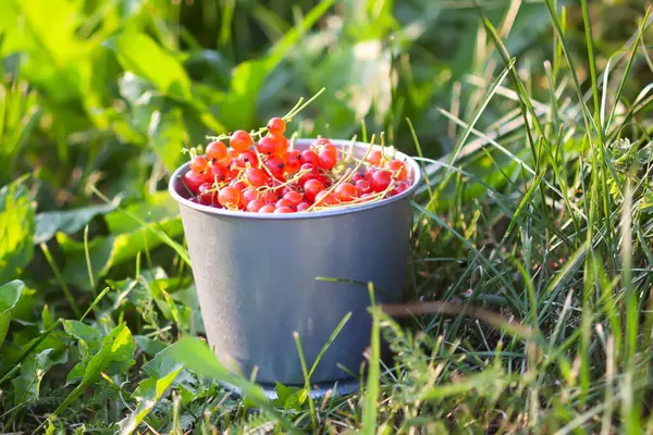 Bir fincanda olgun kırmızı frenk üzümü..