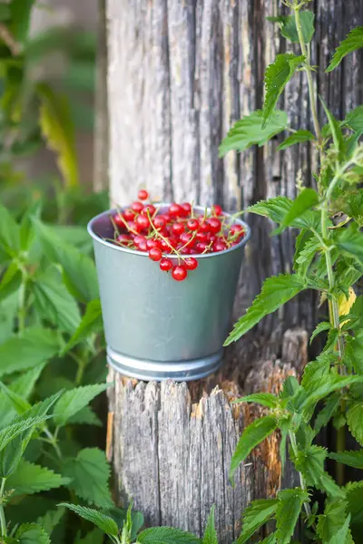 Bir fincanda olgun kırmızı frenk üzümü..